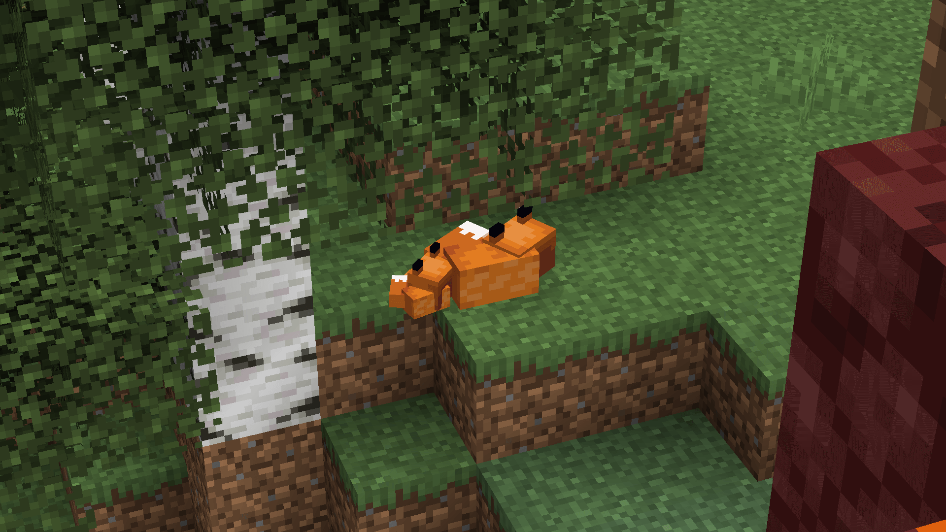 A fox sleeping under a birch tree.